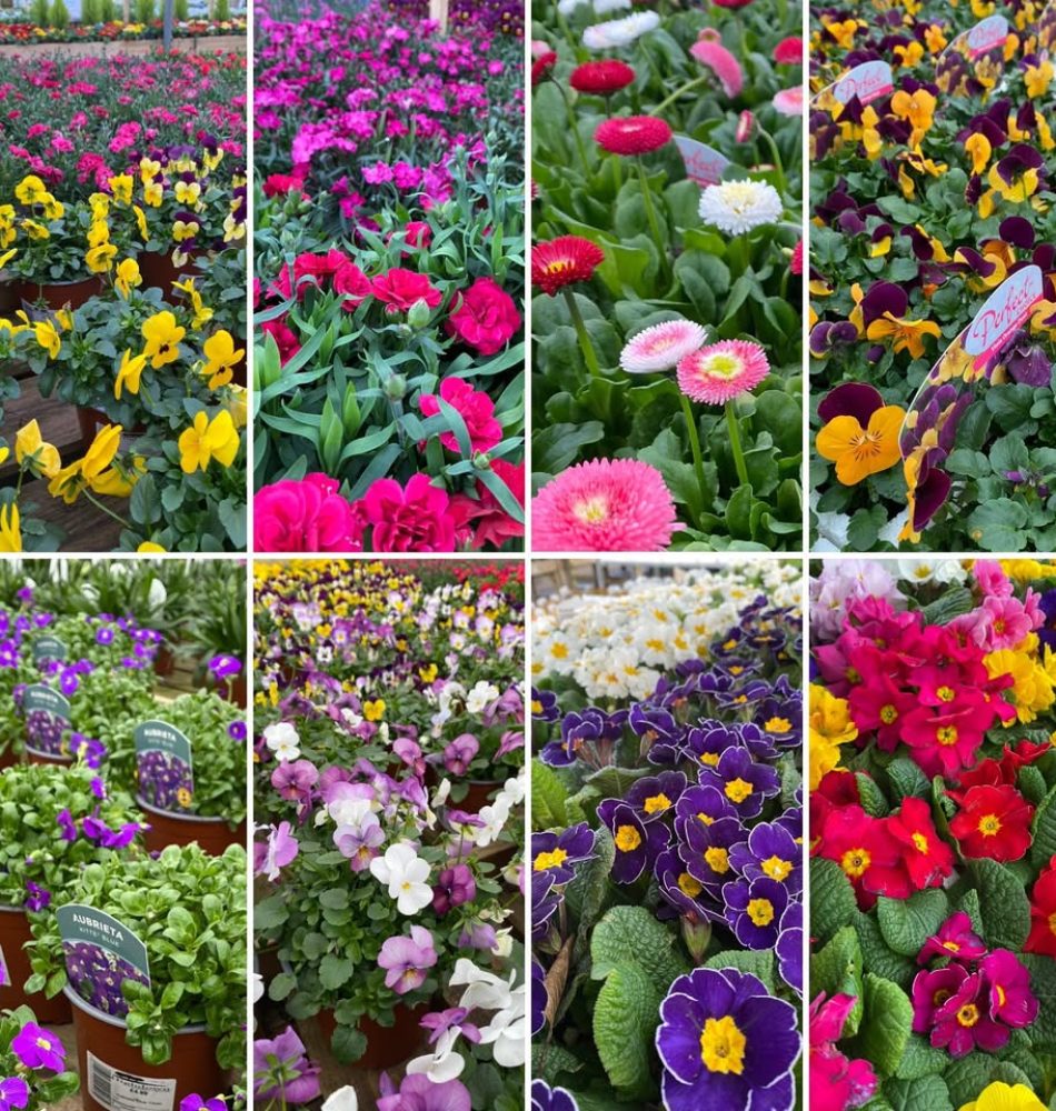 FLOWERS