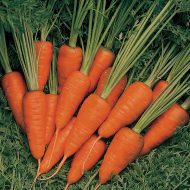 Carrot Burpees Short n Sweet Seeds