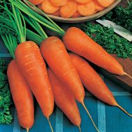 Carrot Chantenay Red Cored Seeds