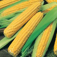 Sweet Corn  Bodacious RM seeds
