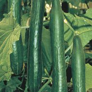 Cucumber  Telepathy F1 seeds