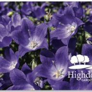 £150 Highdown Gift Card