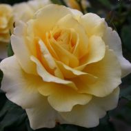 Sunny Sky Honey Yellow Rose