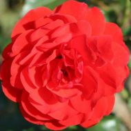 Trumpeter Bright Scarlet Rose