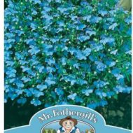 Lobellia Cambridge Blue Seeds