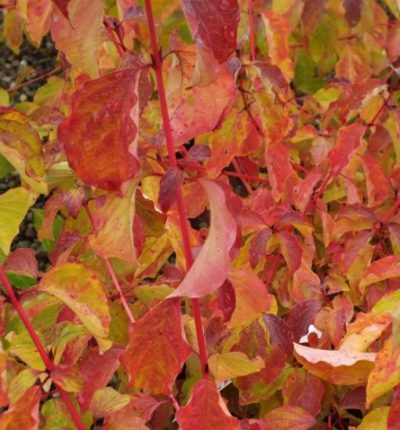 49+ Forum Garten Pur Cornus Sang, Das wetter während der blüte