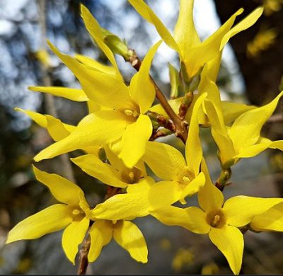 Forsythia 5L