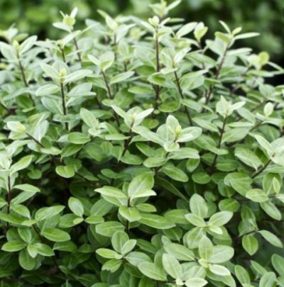Pittosporum Golf Ball 3L