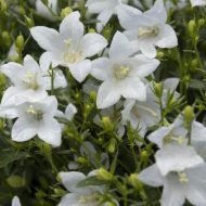 Campanula Spring Bell White 13cm