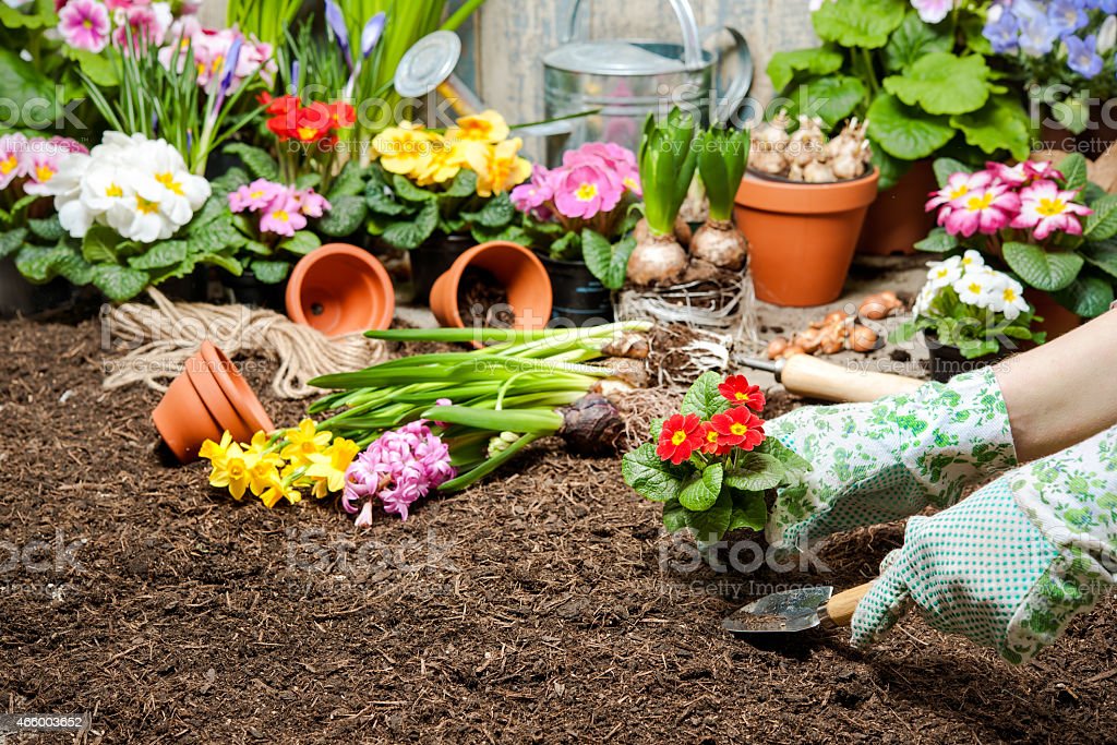 You are currently viewing February gardening tips